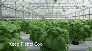 Cooling A Greenhouse Using Fog  MicroCool [upl. by Herculie]