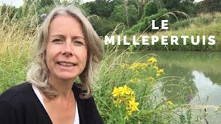 Millepertuis  antidépresseur et comestible [upl. by Eittik]