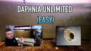 How I Raise Daphnia Water Fleas And You Can Too [upl. by Ellesig]