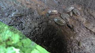 Facts about Woodlice on Wood Bark  with babies asexual reproduction  crustaceans [upl. by Dloreh566]