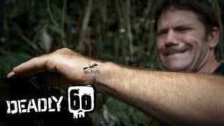 Handling The Worlds Biggest Ant  Deadly 60  BBC Earth Kids [upl. by Jotham]