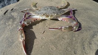 Catch n Cook Hawaiian Crabs GoPro in Crab Trap [upl. by Krystalle239]