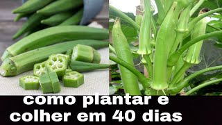 Quiabo em 40 dias  plantio  cultivo e adubação vídeo completo [upl. by Ahsiela]