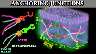 Anchoring Junctions  Desmosomes And Hemidesmodomes  Adherens Junctions [upl. by Ylevol]