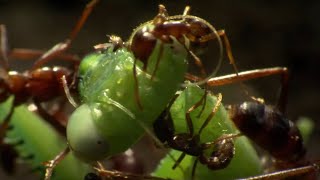 Praying Mantis Decapitated by Ant Swarm  Superswarm  BBC Earth [upl. by Rosemari]