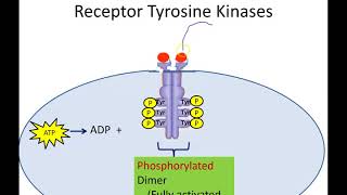 Receptor Tyrosine Kinases Newer Version [upl. by Rendrag430]