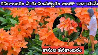 కనకాంబరం సాగుయజమాన్యం Profitable Crossandra Farming A StepbyStep Cultivation Manual [upl. by Arthur]