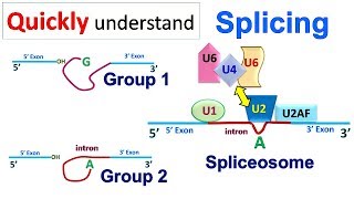 Splicing [upl. by Anyale]