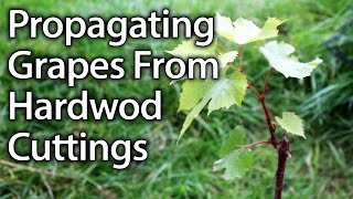 How to Propagate Grape Vines from Hardwood Cuttings Successfully [upl. by Nitsyrc]