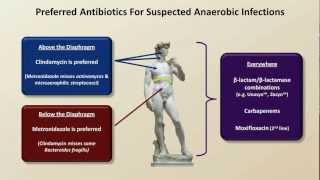 Antibiotics for Anaerobic Infections Antibiotics  Lecture 6 [upl. by Hsiri]