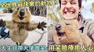 全世界最快樂的動物！澳洲「短尾矮袋鼠」天生自帶天使微笑：用笑臉療癒人心 [upl. by Abey]