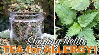 Stinging Nettle Root Tea amp Compost Tea Harvest amp DIY [upl. by Anilak658]