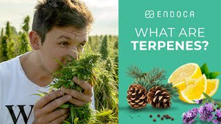 What Are Terpenes And What Do Terpenes Do Endoca© [upl. by Elatnahs]