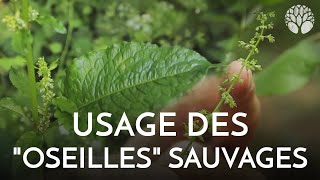 Rumex  la famille des oseilles sauvages [upl. by Hayley303]