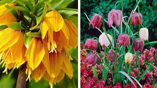 How to Plant Fritillaria Meleagris Spring Garden Guide [upl. by Xam]