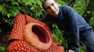 BIGGEST flower in the world Rafflesia arnoldii [upl. by Sirad]