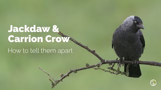 BTO Garden BirdWatch  Telling apart Jackdaw and Carrion Crow [upl. by Oiramej]