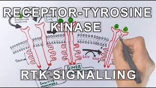 Receptor Tyrosine Kinase  RTK Signalling [upl. by Elatsyrc]