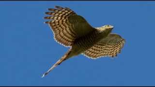 Sparrowhawk Bird Call Bird Song [upl. by Yoreel]