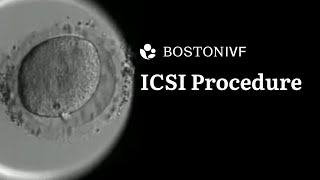 ICSI Procedure Explained  Science at Boston IVF [upl. by Kaylee]