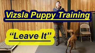 Vizsla Puppy Training Teaching Leave It [upl. by Gilbart737]