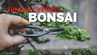 Hinoki Cypress Bonsai  BonsaiU [upl. by Aliam]