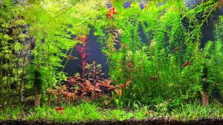 Low Tech Aquarium 4K Relaxing  Walstad Method [upl. by Clere]