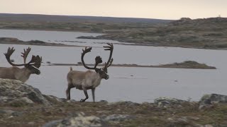 Hunting Caribou on the Tundra in Quebec [upl. by Anirba]