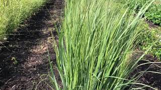 Northwind switchgrass Panicum virgatum Northwind  Plant Identification [upl. by Sibbie523]