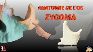 Anatomie de los zygoma [upl. by Netti]