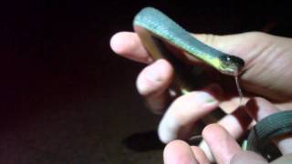 Yellowbellied Water Snake [upl. by Daiz]