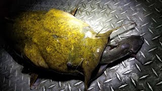 Catching Flatheads with Live Channel Catfish [upl. by Rotman]