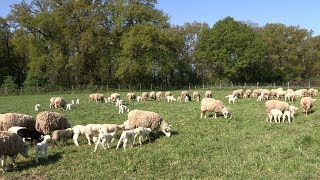 Lélevage des moutons à la Bergerie nationale [upl. by Barbe]