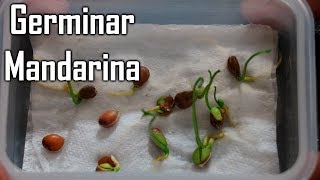 COMO OBTENER UNA PLANTA DE NARANJAS  GERMINAR NARANJAS  CITRICOS [upl. by Ilime930]