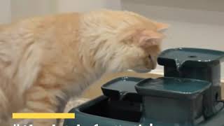 Miaustore Cat Water Fountain  Customer Reviews [upl. by Etezzil934]