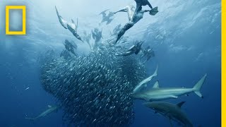 Sardine Feeding Frenzy  50 Shades of Sharks [upl. by Frodine]