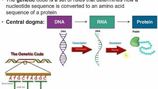 2117 Chapter 8 Part A  Microbial Genetics [upl. by Attenborough]