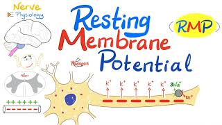 Resting Membrane Potential RMP  Nerve Physiology [upl. by Mcneely809]