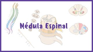 NEUROANATOMÍA  Configuración Interna y Externa  Médula espinal [upl. by Euqinotna]