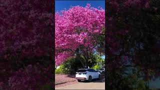 Bengaluru’s Pink Trumpet flowers [upl. by Papageno]