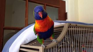 Best talking Parrot Rainbow lorikeet [upl. by Lazar200]