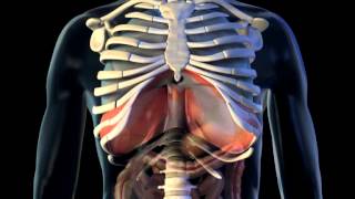 gastric reflux animation [upl. by Repsac]