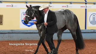 2019 AQHA Open Performance Halter Stallions [upl. by Juliana]