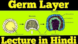 Gastrulation  Germ Layers Ectoderm Mesoderm amp Endoderm  For NEET [upl. by Ralph]