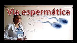 Vídeo Aula Trajetória do espermatozoide [upl. by Ynatsyd]