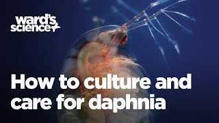 Caring and Culturing for Daphnia [upl. by Aihcila975]