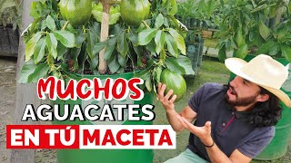 ¿Cómo tener un AGUACATE o PALTA en MACETA Cuidados y consejos [upl. by Lamek]