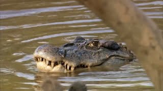 Black Caiman Documentary [upl. by Ellary990]