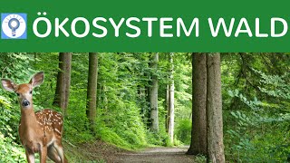 Ökosystem Wald  Entwicklungsstadien Baumarten Vegetationszonen Stockwerke  Ökosysteme 6 [upl. by Virgie]