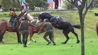 Hermoso caballo pierde el control  Friesian horse loose in park  Caballo Negro animaleshermosos [upl. by Meijer]